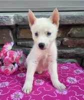 Sassy, a female Siberian Husky for sale in Grabill, IN – 3 of 3