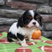 Carter, a male Cavalier King Charles Spaniel for sale in Grabill, IN – Photo 3 of 3