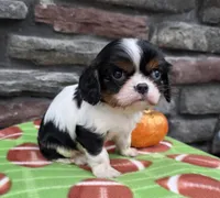 Carter, a male Cavalier King Charles Spaniel for sale in Grabill, IN – Photo 3 of 3