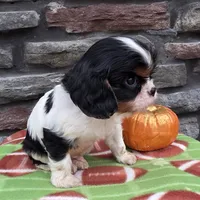 Carter, a male Cavalier King Charles Spaniel for sale in Grabill, IN – Photo 2 of 3