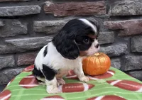 Carter, a male Cavalier King Charles Spaniel for sale in Grabill, IN – Photo 2 of 3