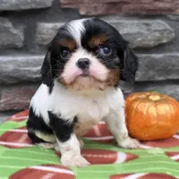 Carter, a male Cavalier King Charles Spaniel for sale in Grabill, IN – Photo 1 of 3