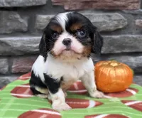 Carter, a male Cavalier King Charles Spaniel for sale in Grabill, IN – Photo 1 of 3