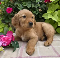 Shawn, a male Golden Retriever for sale in Grabill, IN – Photo 1 of 3