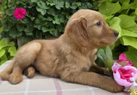 Shawn, a male Golden Retriever for sale in Grabill, IN – Photo 3 of 3