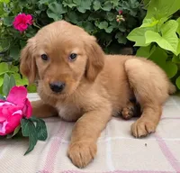 Shawn, a male Golden Retriever for sale in Grabill, IN – Photo 2 of 3