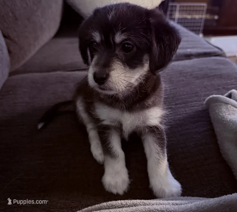 Coco  – Malchi puppy for sale in Sacramento, CA