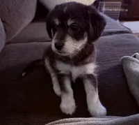 Coco , a female Malchi for sale in Sacramento, CA – 1 of 1
