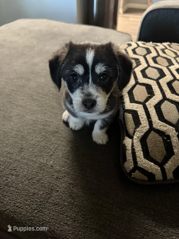 Ace – Malchi puppy for sale in Sacramento, CA