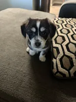 Ace, a male Malchi for sale in Sacramento, CA – 1 of 1