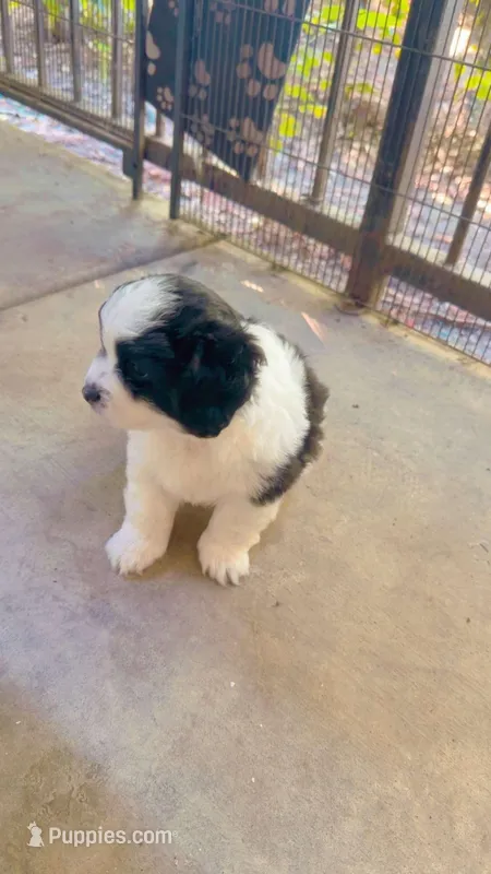 Teddy  – Malchi puppy for sale in Sacramento, CA