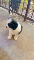 Teddy , a male Malchi for sale in Sacramento, CA – 1 of 2