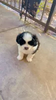 Teddy , a male Malchi for sale in Sacramento, CA – 2 of 2