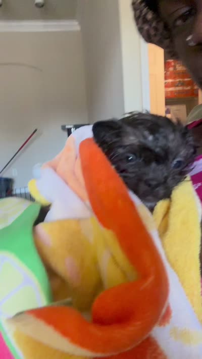 Gracie, a female French Bulldog and Shih Tzu for sale in Stafford, TX – 2 of 2