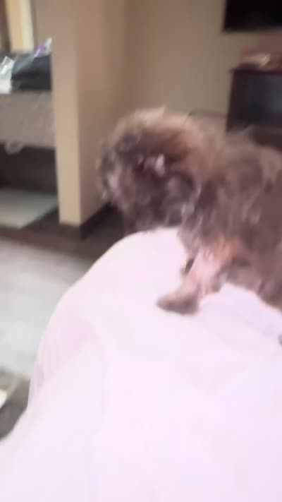Gracie, a female French Bulldog and Shih Tzu for sale in Stafford, TX – 1 of 2