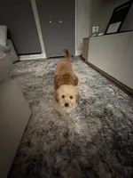 Max, a male Poodle - Toy  for sale in Dearborn, MI – 3 of 3