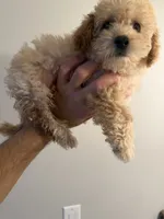 Max, a male Poodle - Toy  for sale in Dearborn, MI – 2 of 3