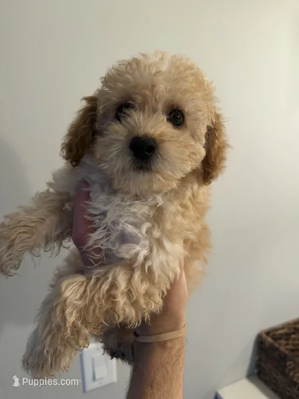 Max – Poodle - Toy  puppy for sale in Dearborn, MI