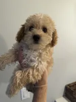 Max, a male Poodle - Toy  for sale in Dearborn, MI – 1 of 3