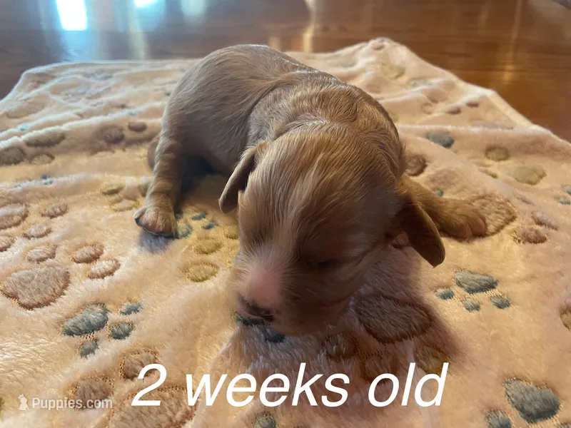 Ace – Cavapoo puppy for sale in Cainsville, MO