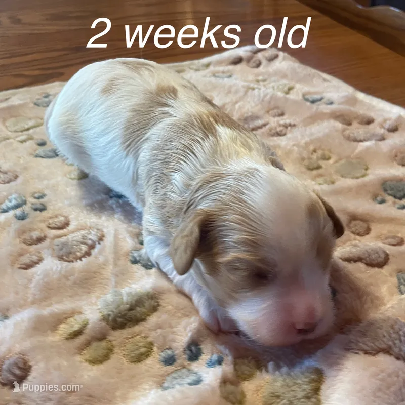 Ava – Cavapoo puppy for sale in Cainsville, MO