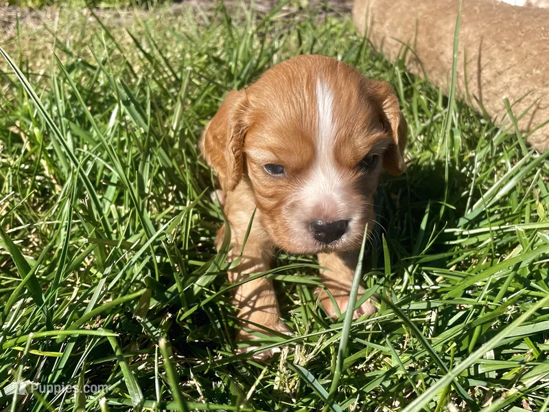 Ace – Cavapoo puppy for sale in Cainsville, MO