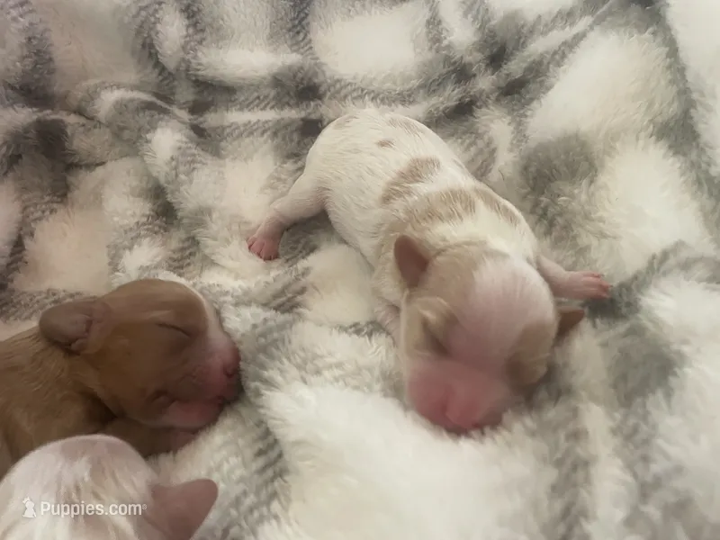 Ava – Cavapoo puppy for sale in Cainsville, MO