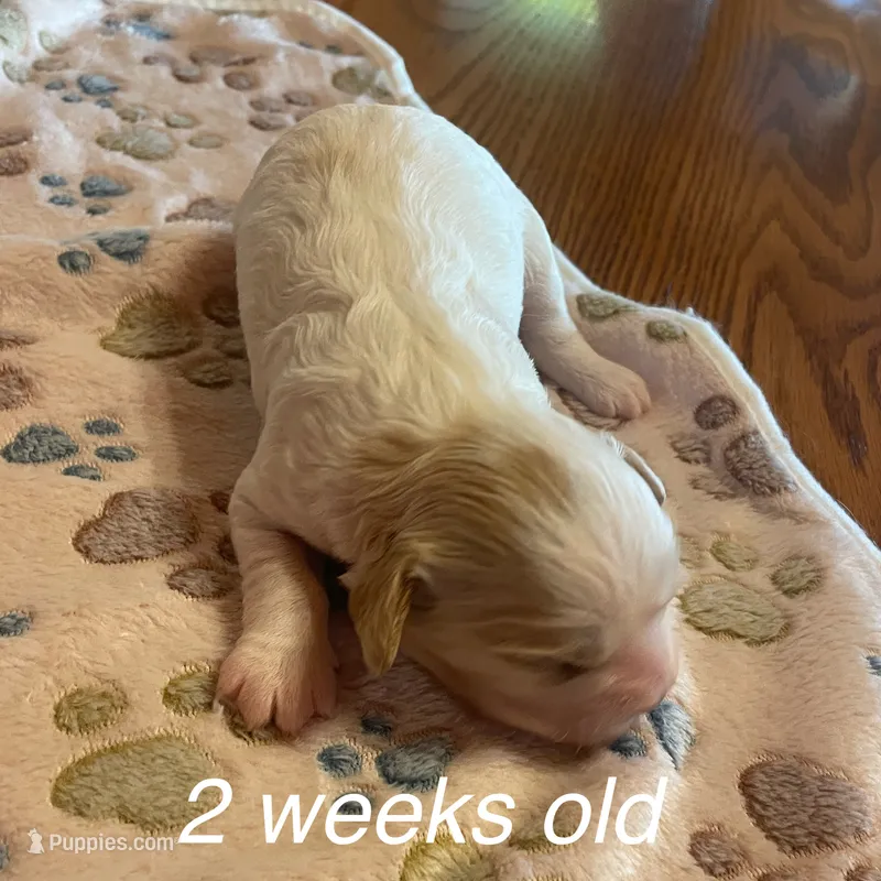 Autumn – Cavapoo puppy for sale in Cainsville, MO
