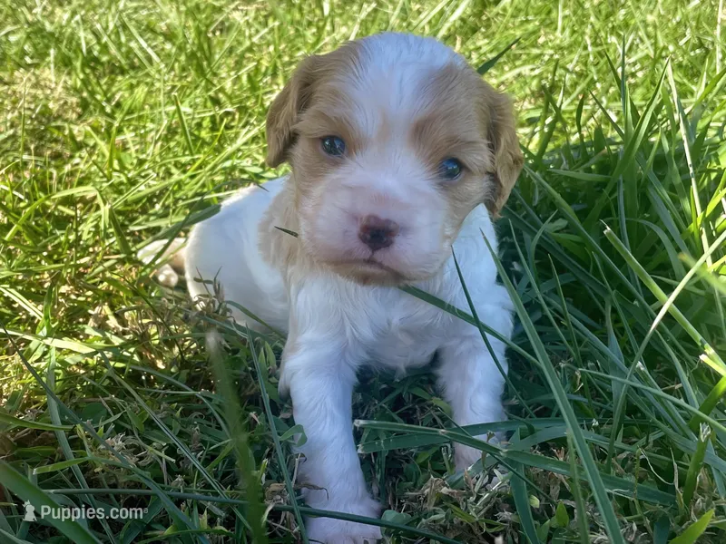 Ava – Cavapoo puppy for sale in Cainsville, MO