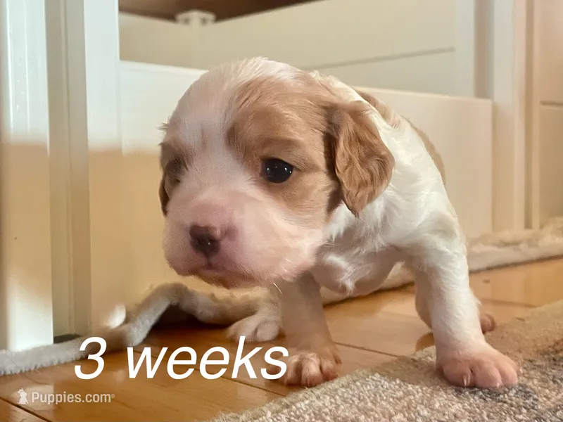 Ava – Cavapoo puppy for sale in Cainsville, MO