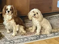 Ace, a male Cavapoo for sale in Cainsville, MO – 7 of 7