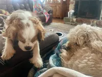 Autumn, a female Cavapoo for sale in Cainsville, MO – 8 of 9