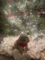 Ava, a female Cavapoo for sale in Cainsville, MO – 7 of 9