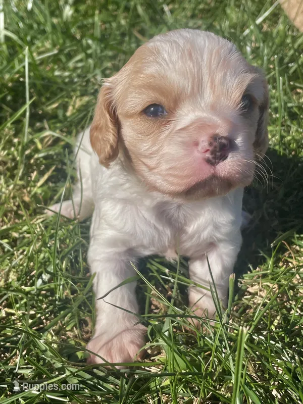 Autumn – Cavapoo puppy for sale in Cainsville, MO