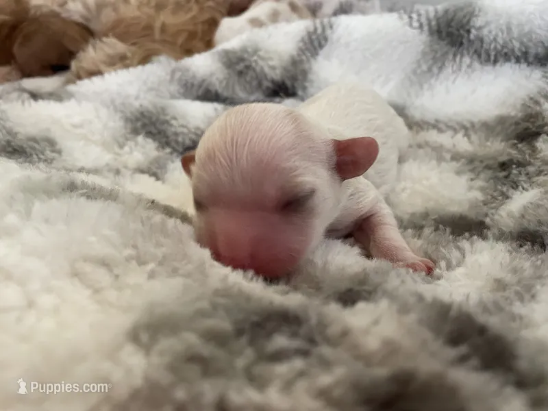 Autumn – Cavapoo puppy for sale in Cainsville, MO