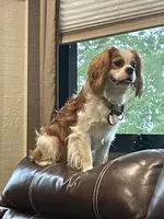 Ava, a female Cavapoo for sale in Cainsville, MO – 8 of 9