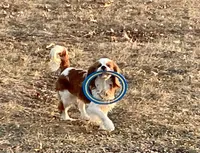 Ava, a female Cavapoo for sale in Cainsville, MO – 9 of 9