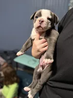 Lolli pup 2, a male Olde English Bulldogge for sale in Bryan, TX – 5 of 10