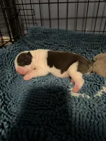 Lolli pup 6, a female Olde English Bulldogge for sale in Bryan, TX – 6 of 8