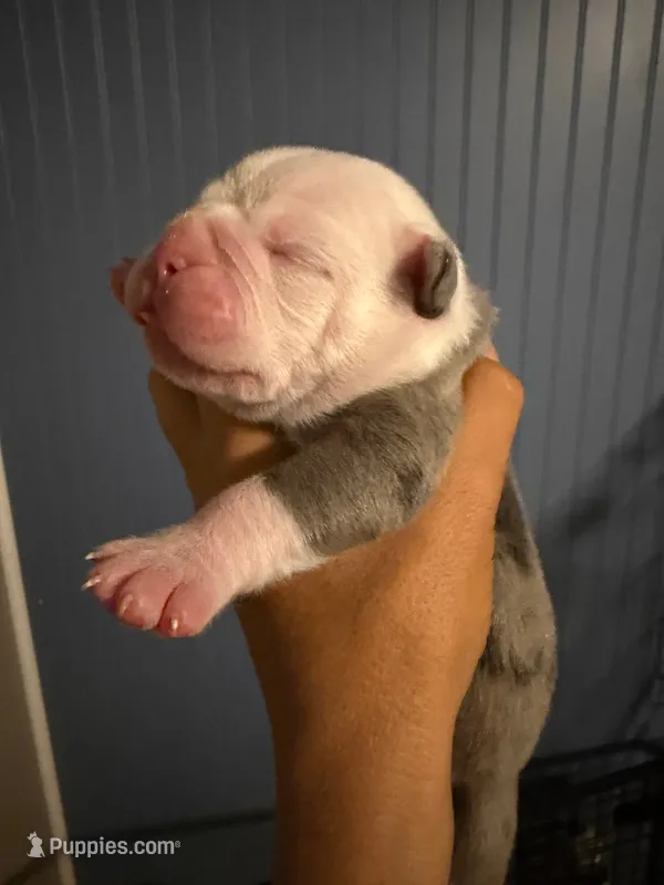 Lolli pups 1 – Olde English Bulldogge puppy for sale in Bryan, TX