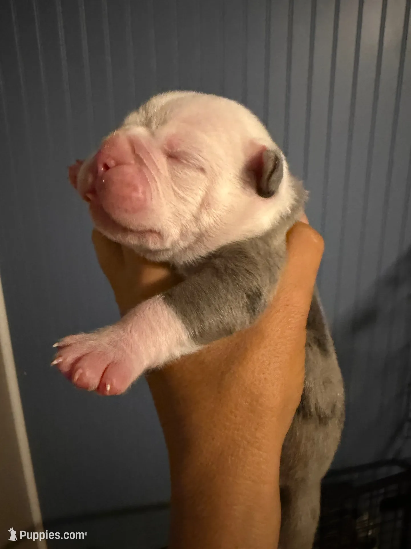 Lolli pups 1, a male Olde English Bulldogge for sale in Bryan, TX – 1 of 8