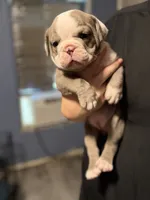 Lolli pup 4, a female Olde English Bulldogge for sale in Bryan, TX – 2 of 7