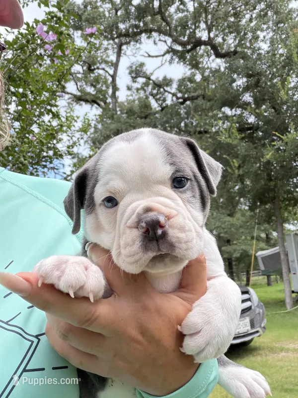 Lolli pup 3 – Olde English Bulldogge puppy for sale in Bryan, TX