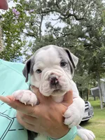Lolli pup 3, a male Olde English Bulldogge for sale in Bryan, TX – 1 of 10