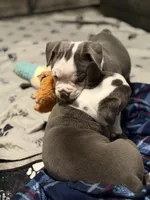 Lolli pup 3, a male Olde English Bulldogge for sale in Bryan, TX – 9 of 10