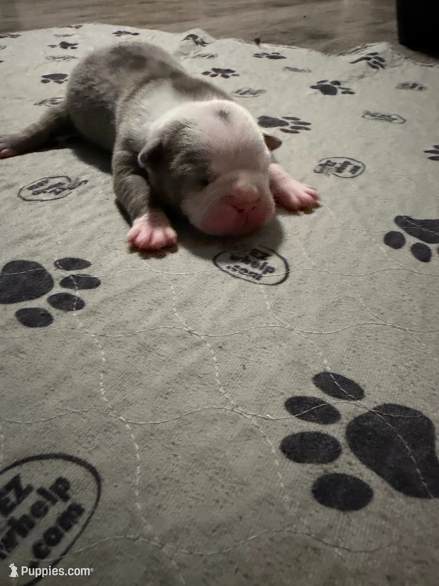 Lolli pups 1, a male Olde English Bulldogge for sale in Bryan, TX – 7 of 8