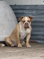 Red ticked, a male Olde English Bulldogge for sale in Bryan, TX – 3 of 10