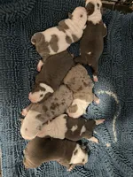 Lolli pup 2, a male Olde English Bulldogge for sale in Bryan, TX – 6 of 8