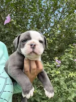 Lolli pup 2, a male Olde English Bulldogge for sale in Bryan, TX – 4 of 10