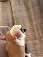 Lolli pup 6, a female Olde English Bulldogge for sale in Bryan, TX – 3 of 8